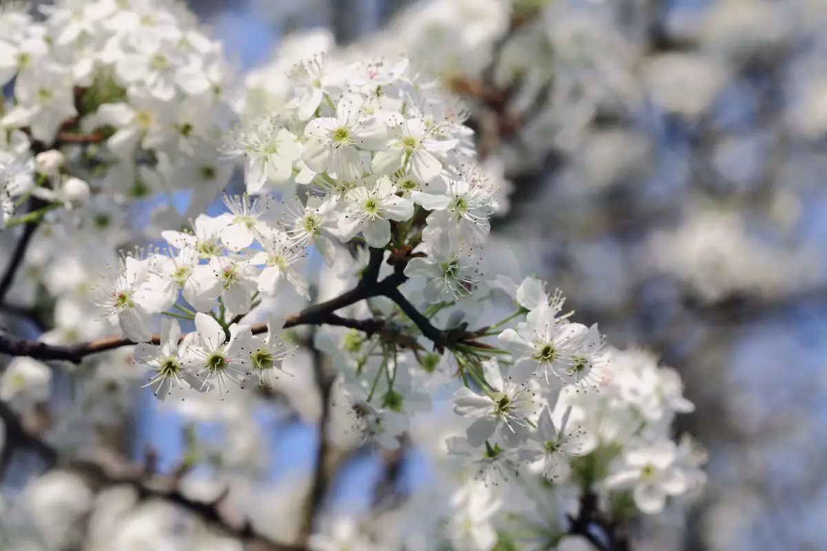 Why Do Bradford Pear Trees Smell Bad: Origins, Impact & Alternatives