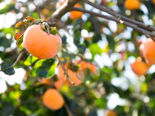 Why is My Persimmon Tree Dropping Fruit? Understanding Factors & Prevention