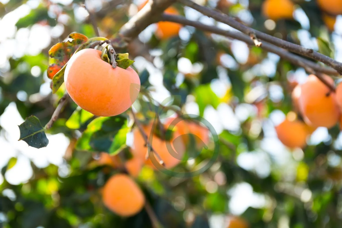 Why is My Persimmon Tree Dropping Fruit? Understanding Factors & Prevention