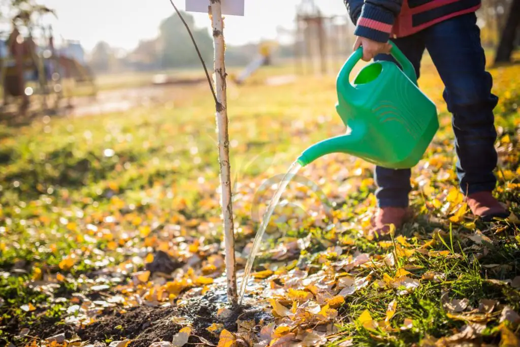 watering schedule a Magnolia Tree