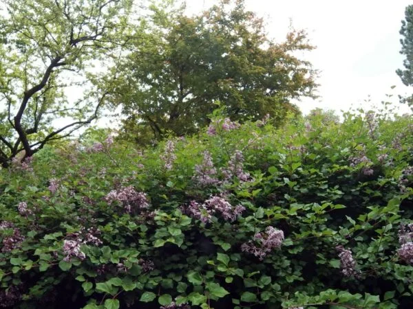 Are Lilac Bushes Deer Resistant? Strategies for Protection