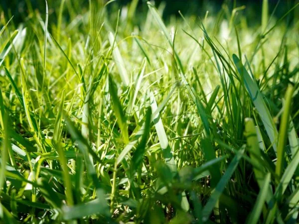 Can St. Augustine Grass Be Grown from Seed: Expert Guide