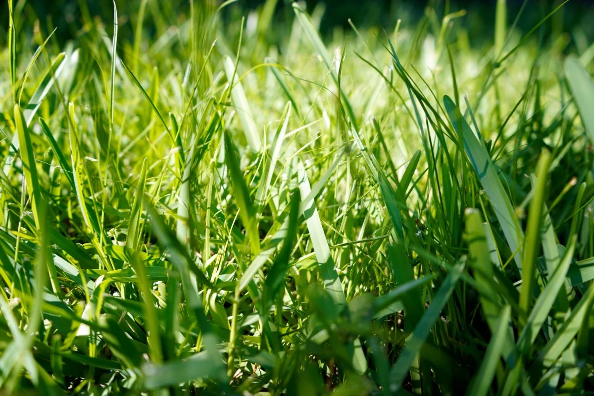 Can St. Augustine Grass Be Grown from Seed: Expert Guide