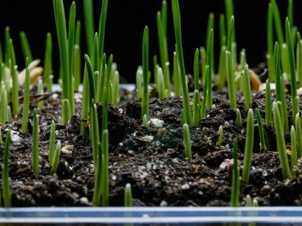 Bermuda Grass Seed Germination Time: Ultimate Guide for Optimal Growth