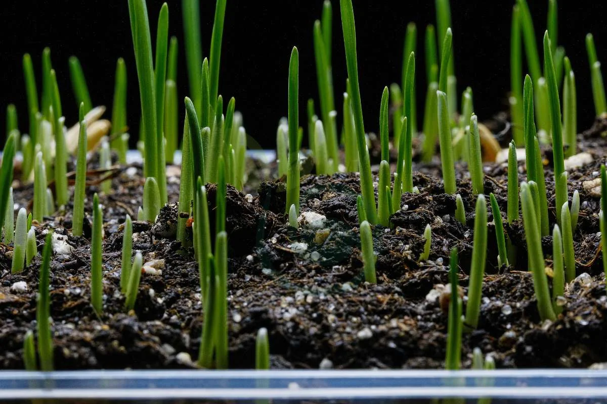 Bermuda Grass Seed Germination Time: Ultimate Guide for Optimal Growth