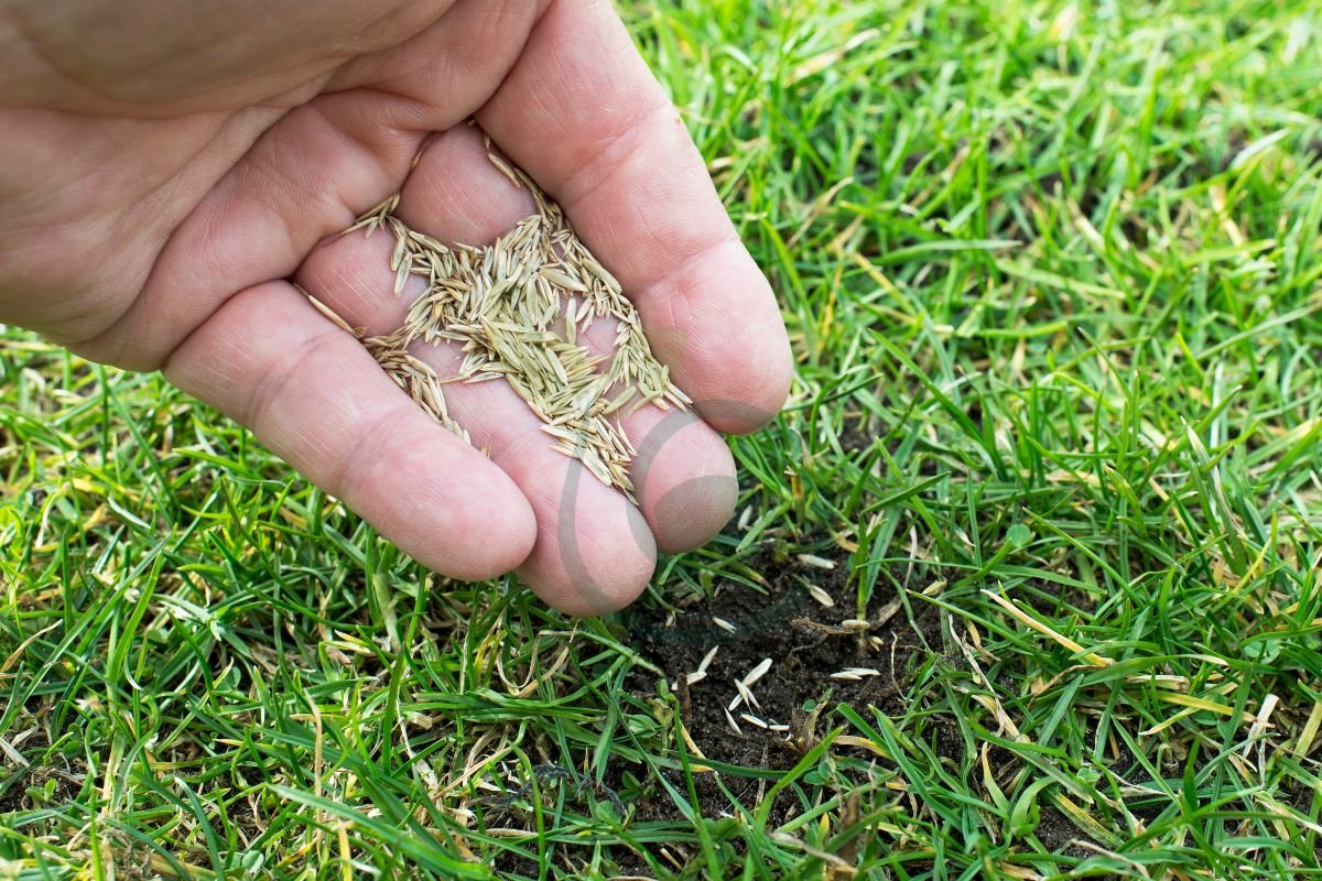 Best Garden Grass Seed: Selecting the Perfect Seed for Your Lawn
