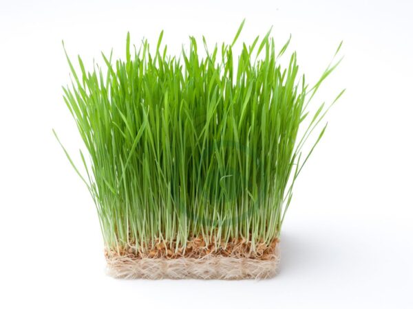 Best Grass Seed for Cleveland Ohio: Understanding Cleveland's Climate