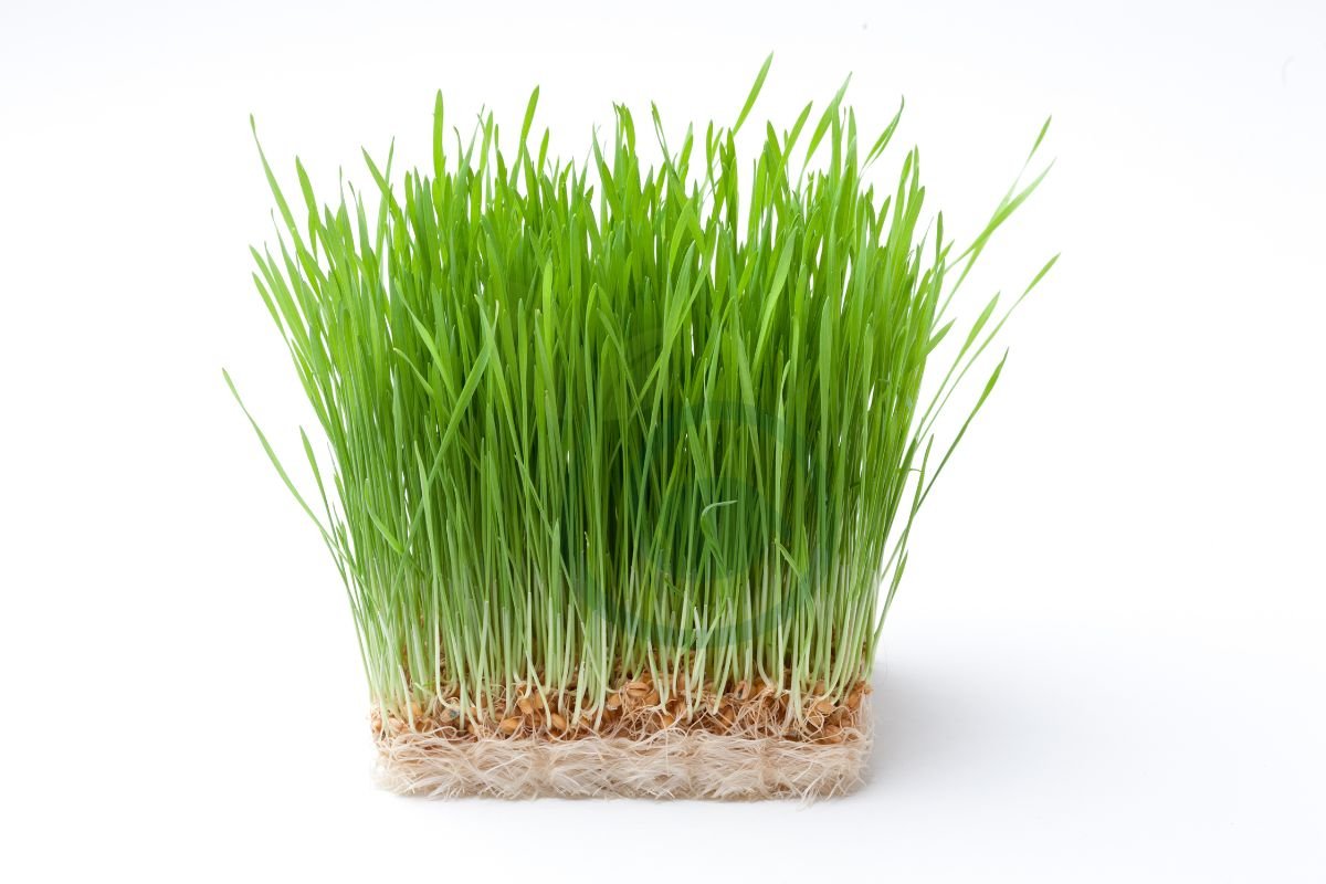 Best Grass Seed for Cleveland Ohio: Understanding Cleveland's Climate