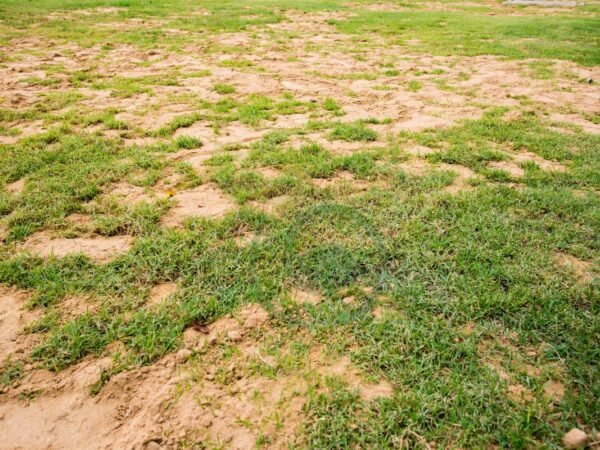 Best Grass Seed for Dry Sandy Soil: Climate Considerations & Selection Guide