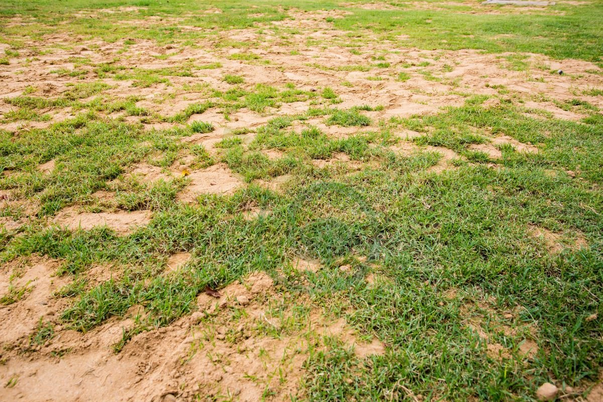 Best Grass Seed for Dry Sandy Soil: Climate Considerations & Selection Guide