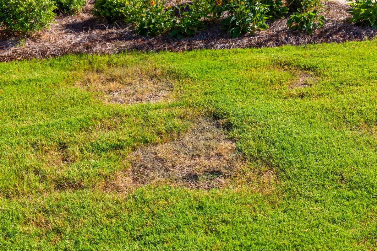 Best Grass Seed for Filling in Bare Spots: Expert Planting Guide