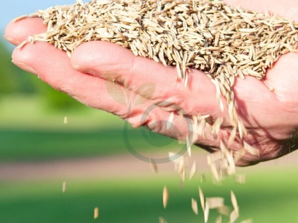 Best Grass Seed for Garden: Grass Seed Basics & Planting Techniques