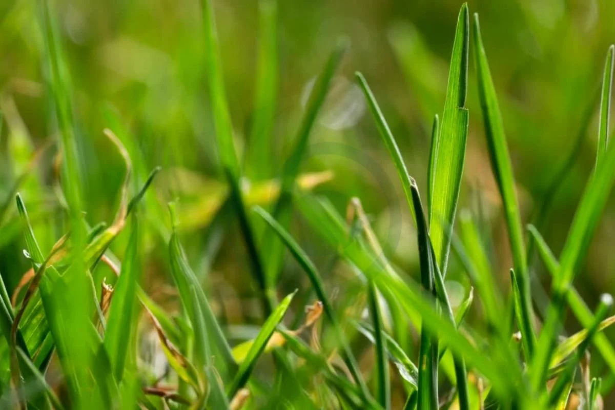 Best Time to Plant Bermuda Grass Seed in Georgia: A Complete Guide