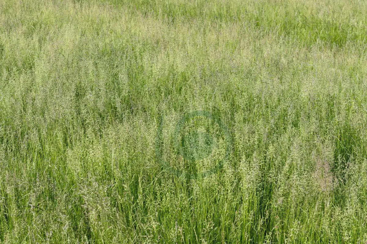 Best Time to Plant Fescue Grass Seed: Complete Guide