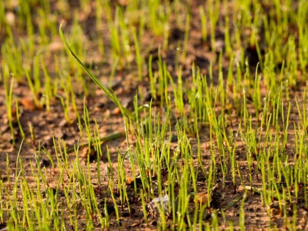 Best Time to Plant Grass Seed in California: Complete Guide