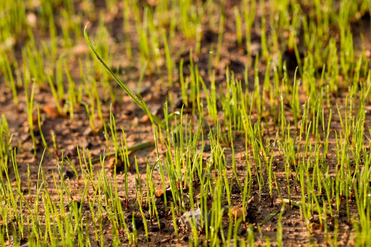 Best Time to Plant Grass Seed in California: Complete Guide