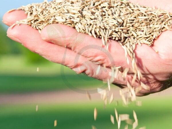Best Time to Seed Grass in the Fall: Fall Seeding Benefits & Lawn Care Guide