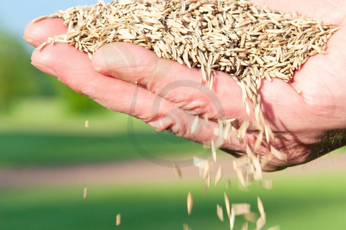 Best Time to Seed Grass in the Fall: Fall Seeding Benefits & Lawn Care Guide
