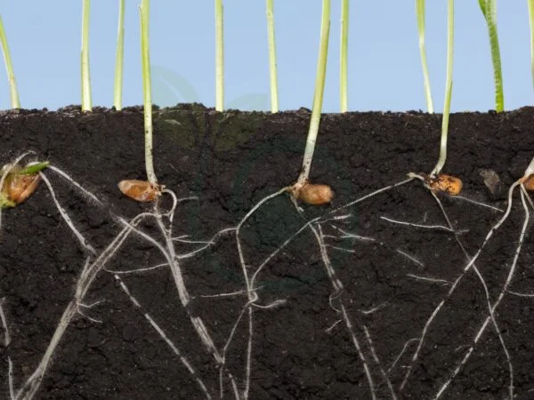 Black Beauty Grass Seed Germination: Tips & Guide