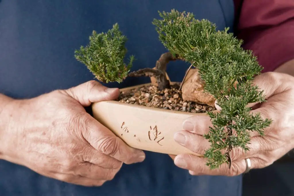 Bonsai Tree Fertilization