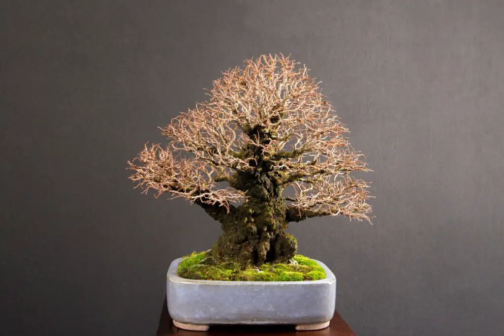 Bonsai Tree Lost All Leaves