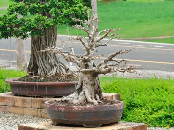Bonsai Tree Lost All Leaves: Understanding, Diagnosing & Reviving