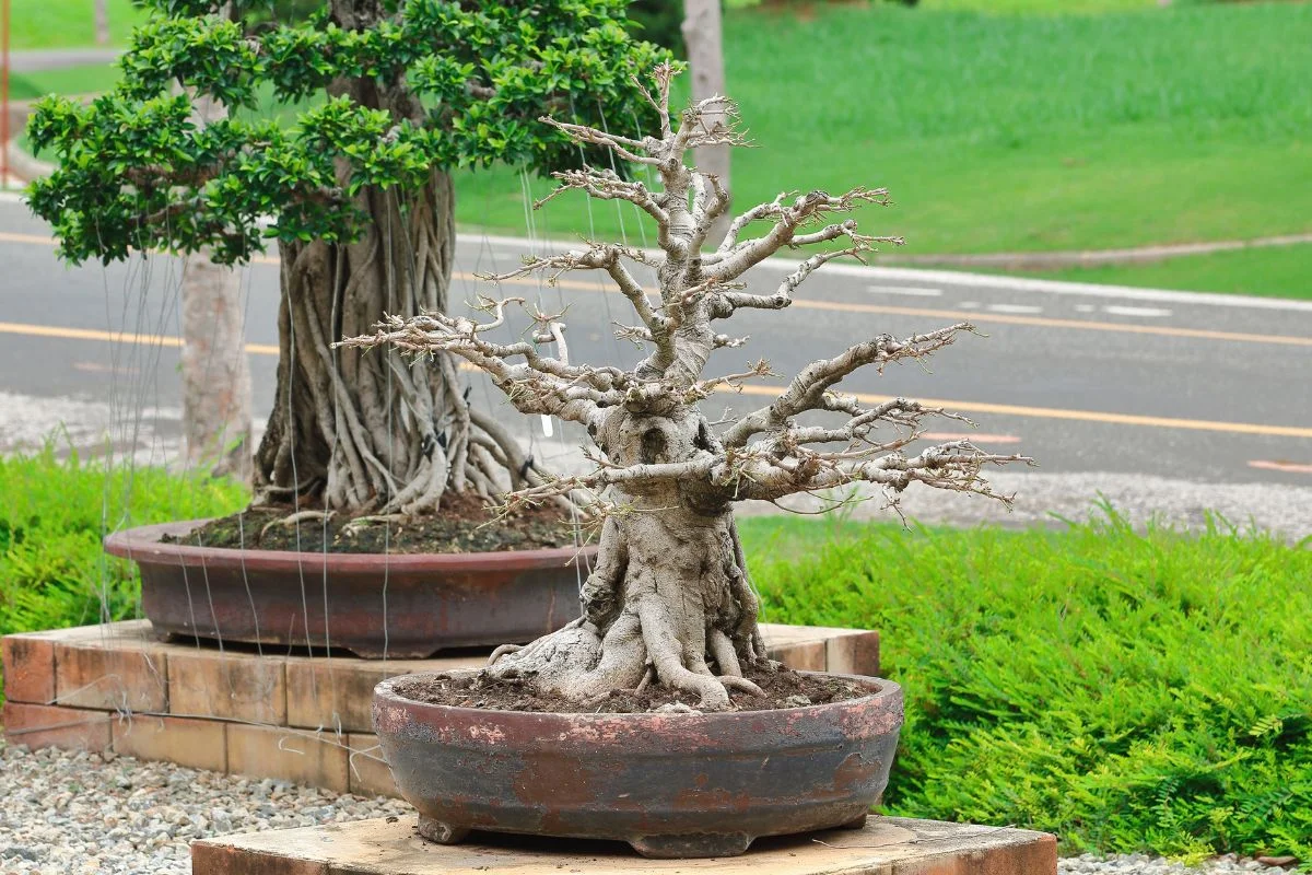 Bonsai Tree Lost All Leaves: Understanding, Diagnosing & Reviving