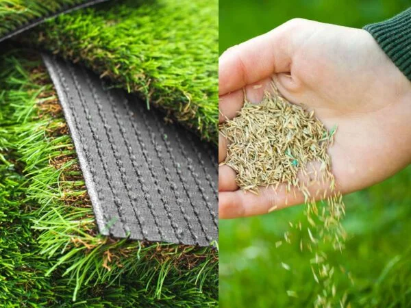 Broadleaf Carpet Grass Seed: Planting Guide & Tips