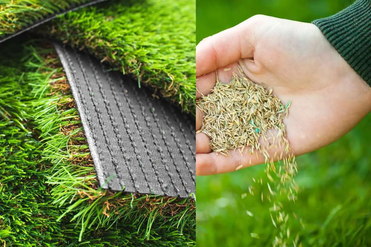 Broadleaf Carpet Grass Seed: Planting Guide & Tips