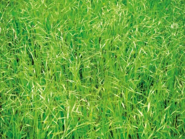 Brome Grass Seed Head: Essential Guide to Physical Characteristics & Germination