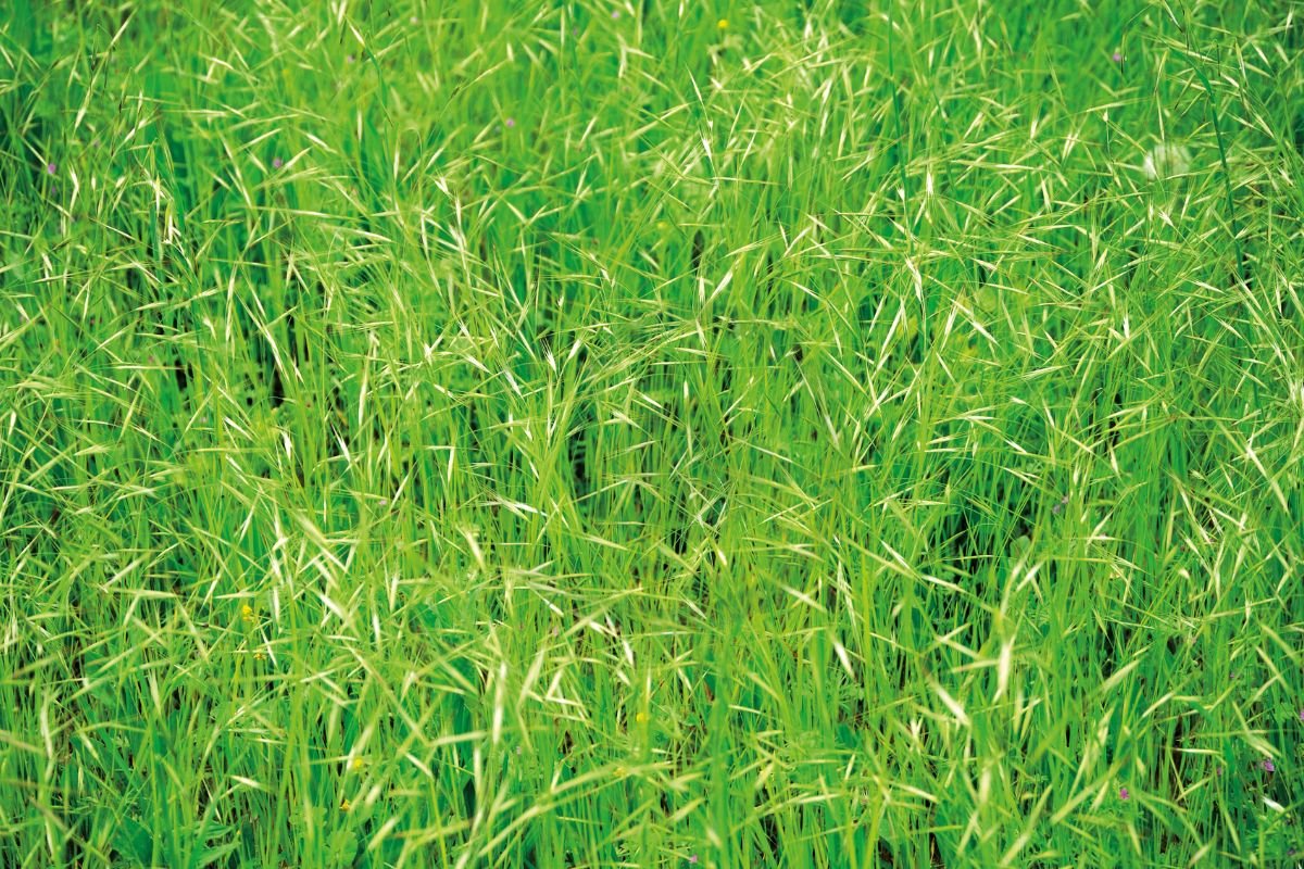 Brome Grass Seed Head: Essential Guide to Physical Characteristics & Germination