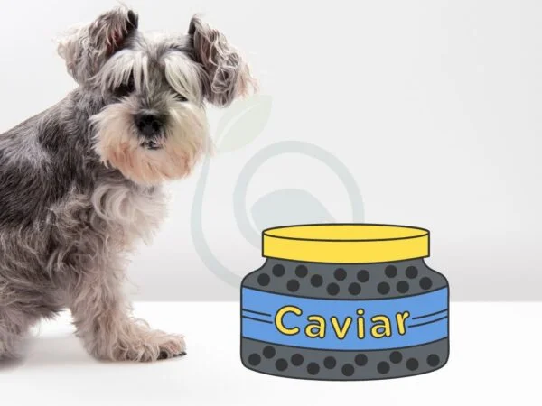 Can Dogs Eat Caviar? Health Benefits & Risks