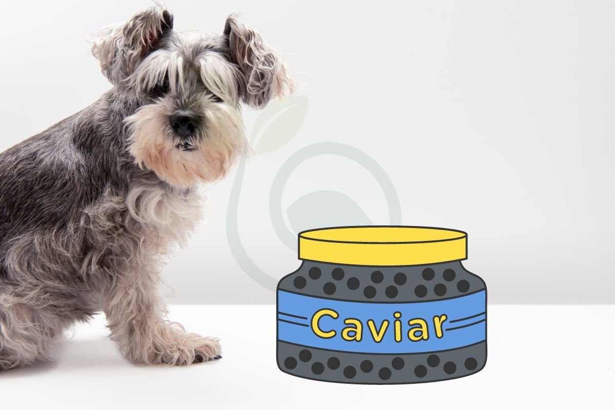 Can Dogs Eat Caviar? Health Benefits & Risks