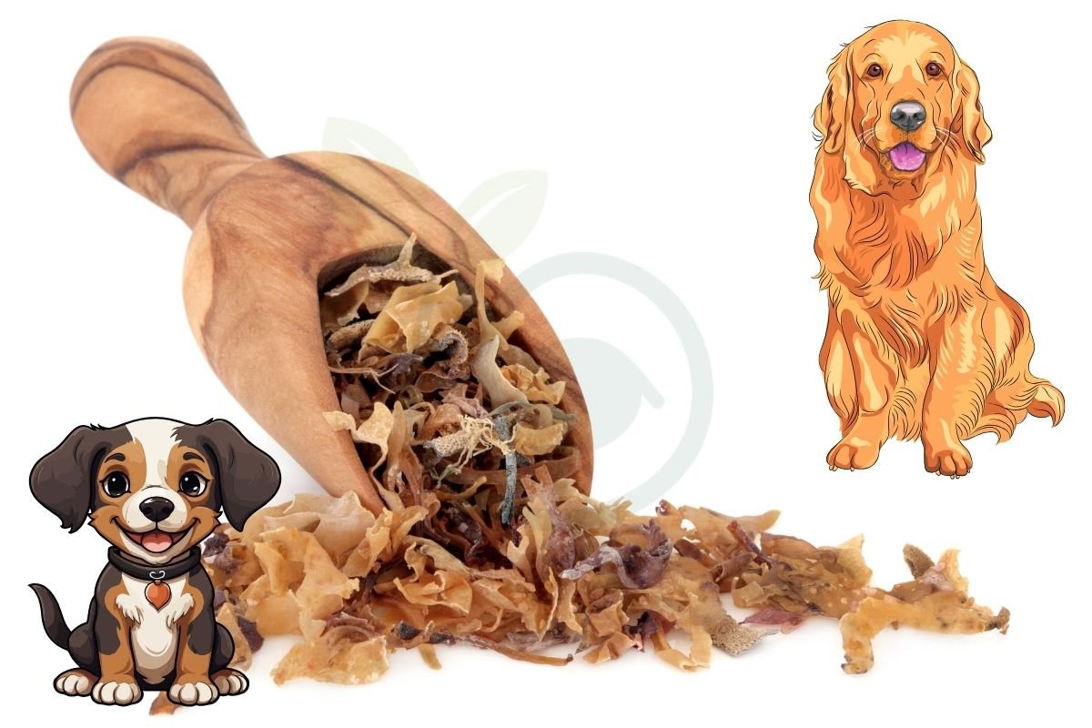 Can Dogs Eat Sea Moss Safely? Nutritional Benefits & Dosage Guide