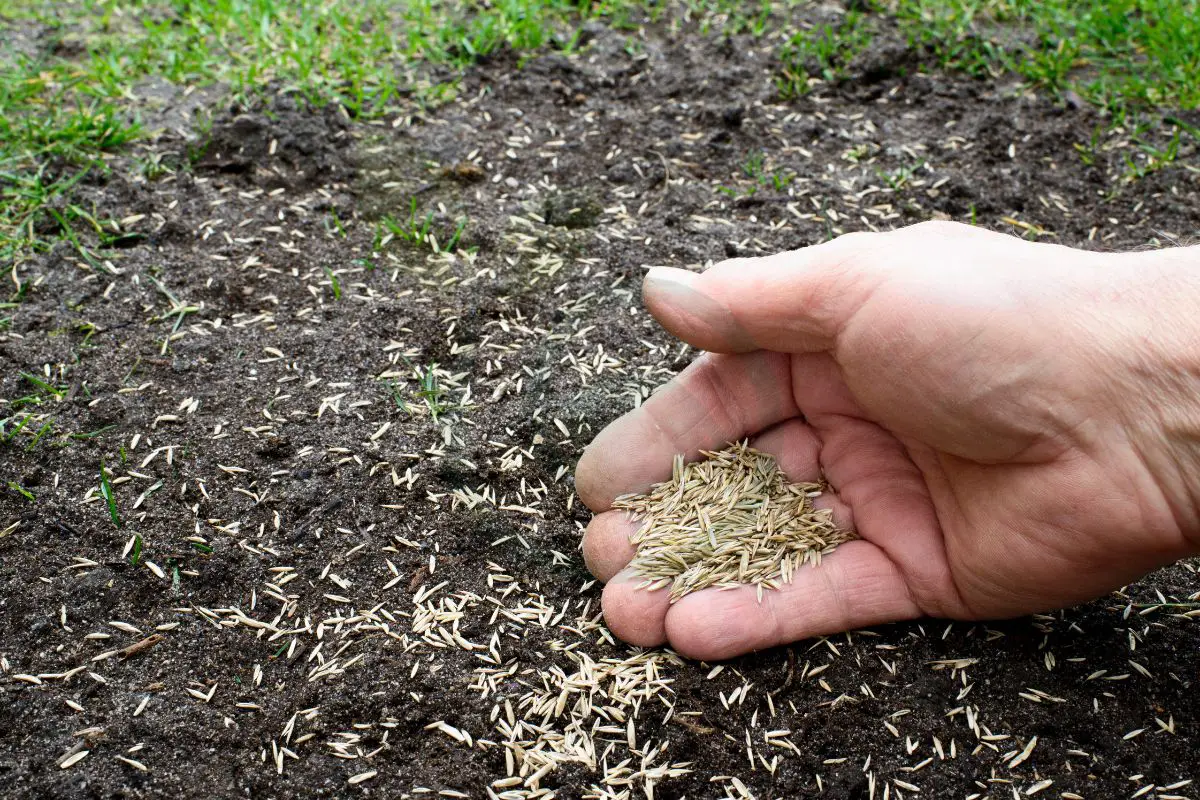 Can I Put Grass Seed Down in November: Seeding Tips & Techniques