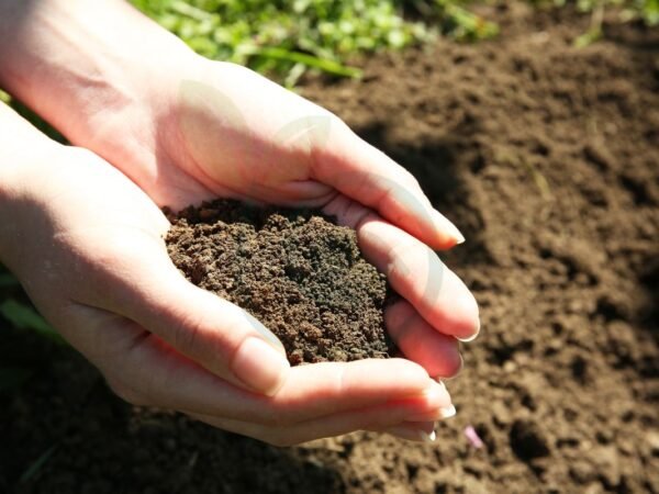 Can I Put Lime on New Grass Seed: Soil Acidity Basics
