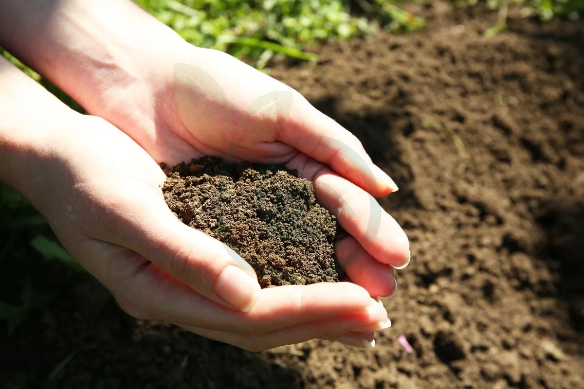 Can I Put Lime on New Grass Seed: Soil Acidity Basics