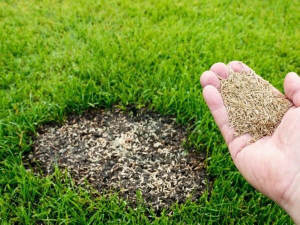 Can You Grow Grass Seed in October: Benefits & Steps