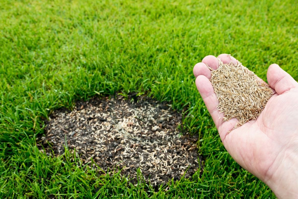 Can You Grow Grass Seed in October: Benefits & Steps