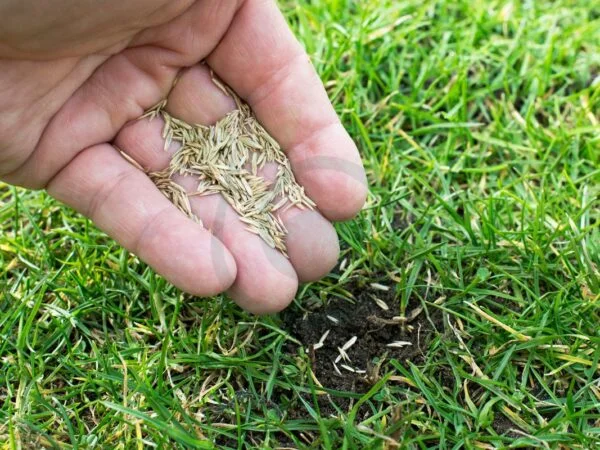 Can I Just Throw Grass Seed Down: Expert Tips & Techniques