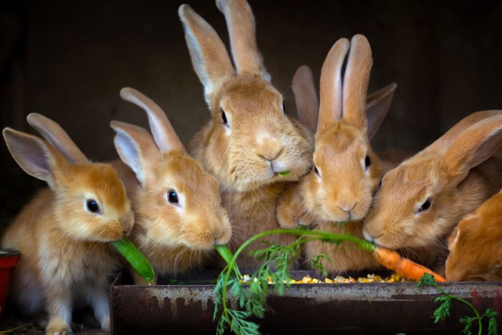 Can Rabbits Eat Green Grapes