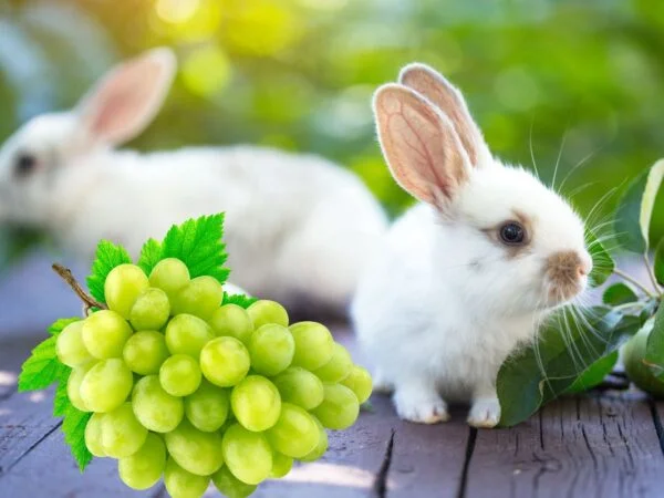 Can Rabbits Eat Green Grapes? - Rabbit Dietary Basics