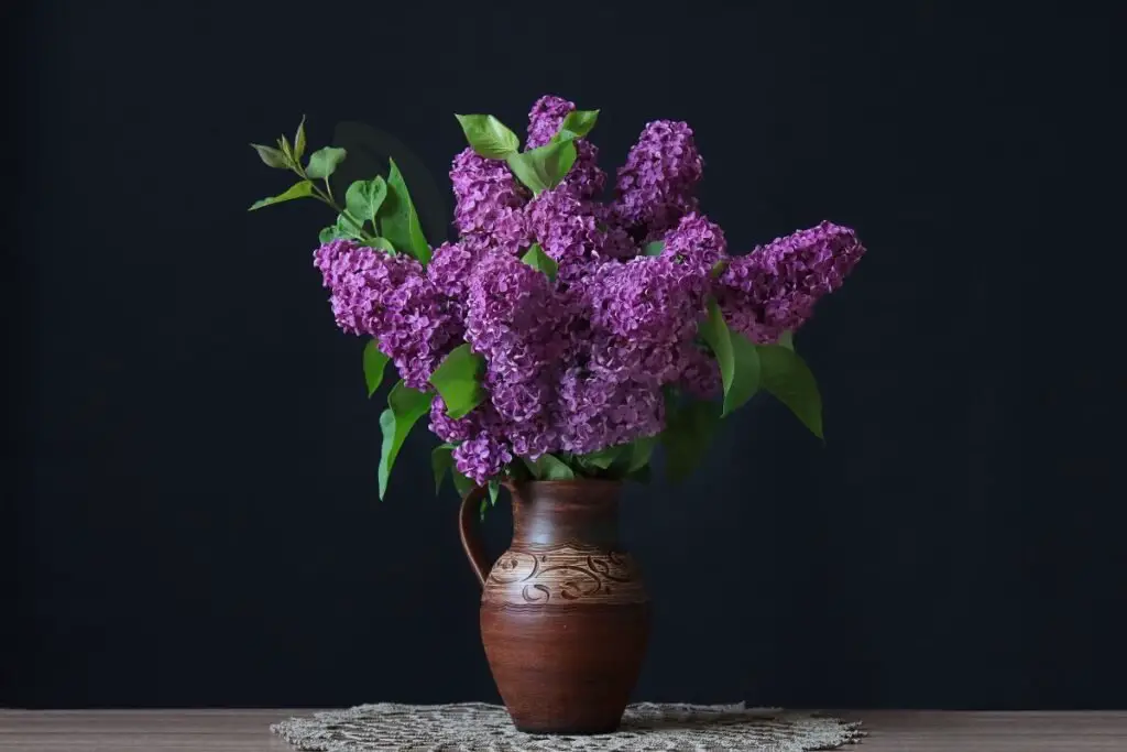 Can You Grow a Lilac Bush in a Pot
