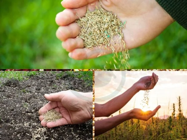 Can You Mix Different Grass Seeds? Understanding Turfgrass Blend Mix