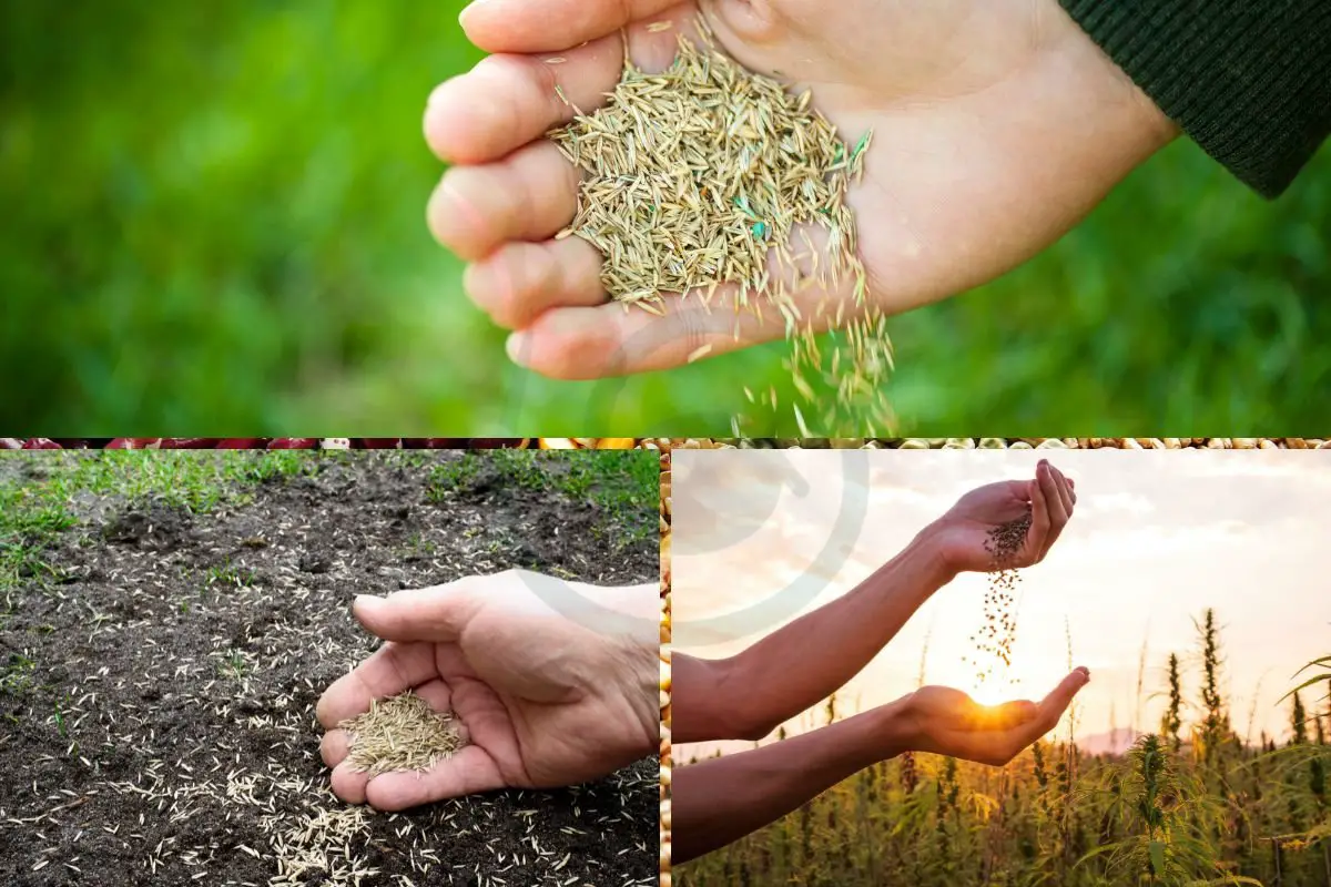 Can You Mix Different Grass Seeds? Understanding Turfgrass Blend Mix