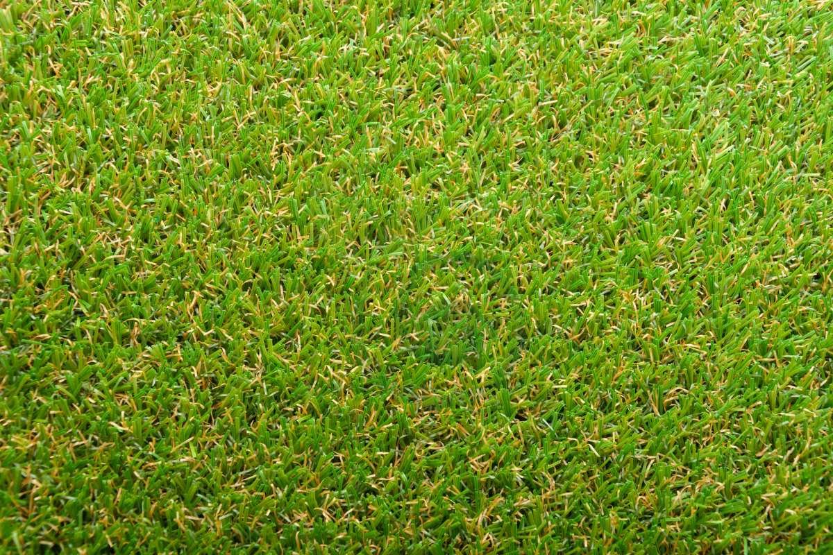 Best Bermuda Grass Seed for Central Texas: Planting Guide & Top Choices