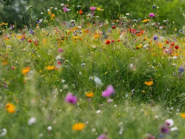 Can You Scatter Wildflower Seeds on Grass: A Complete Guide