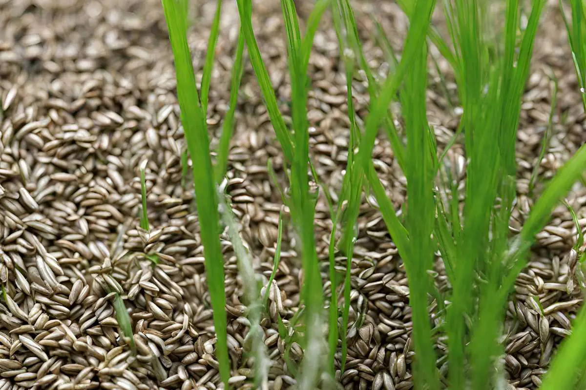 Best Way To Plant Centipede Grass Seed Ideal Conditions & Planting Guide
