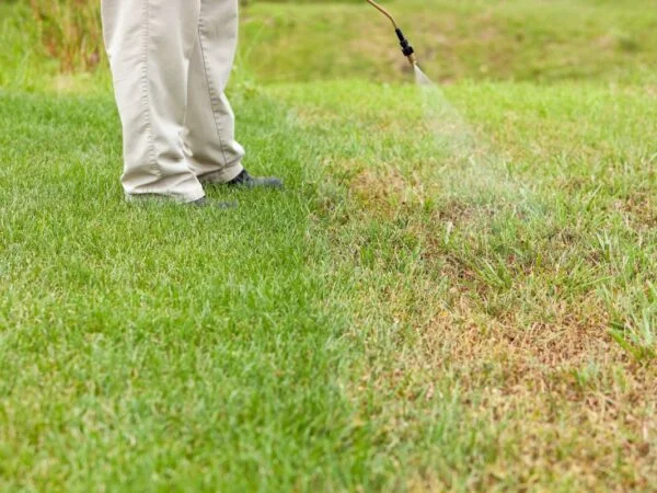 Can You Put Crabgrass Preventer on New Grass Seed: Tips & Timing