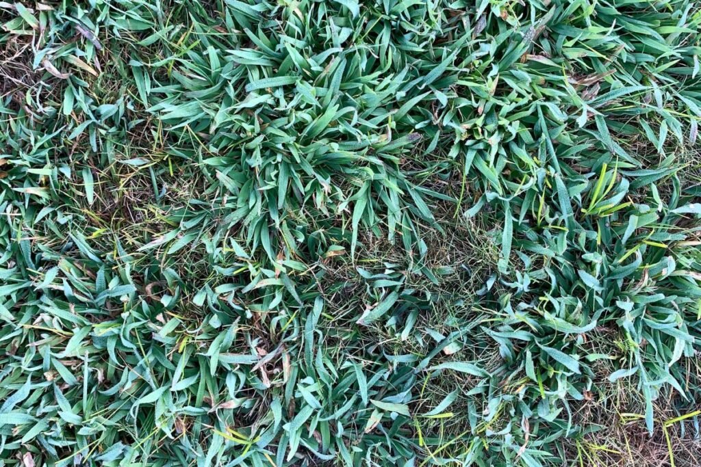 Crabgrass Preventer on New Grass Seed
